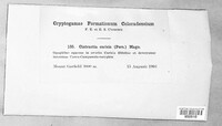 Anthracoidea caricis image
